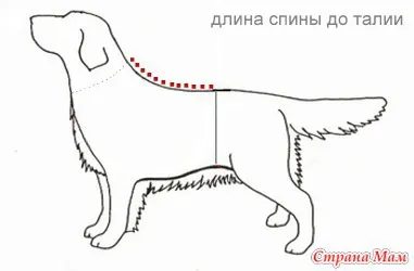 Cum de a efectua măsurători într-un câine - un dulap pentru animale de companie dragi (câini, pisici) - domiciliu mame