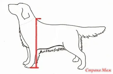 Cum de a efectua măsurători într-un câine - un dulap pentru animale de companie dragi (câini, pisici) - domiciliu mame