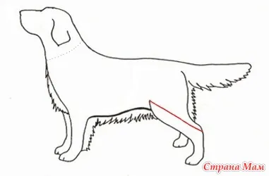 Cum de a efectua măsurători într-un câine - un dulap pentru animale de companie dragi (câini, pisici) - domiciliu mame