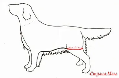 Cum de a efectua măsurători într-un câine - un dulap pentru animale de companie dragi (câini, pisici) - domiciliu mame