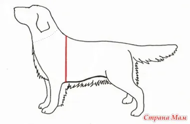 Cum de a efectua măsurători într-un câine - un dulap pentru animale de companie dragi (câini, pisici) - domiciliu mame