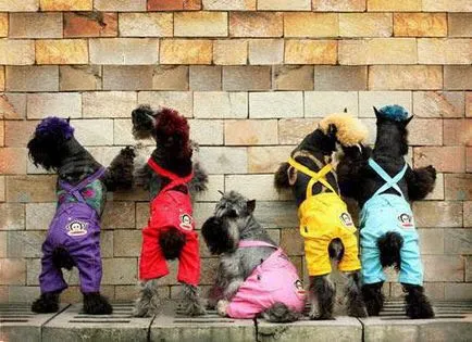Cum să luați măsurători pentru un costum cu un câine