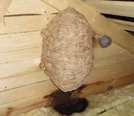 Cum de a distruge Hornets - metodele pentru animalele individuale și cuiburi