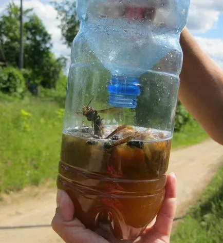 Cum de a distruge Hornets - metodele pentru animalele individuale și cuiburi