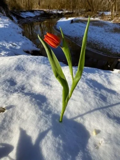 Felicitari Fainei de ziua ei de nastere si onomastica