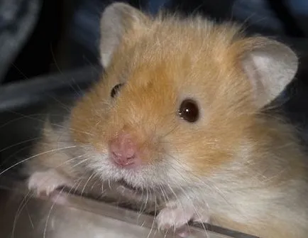Cum să aibă grijă de hamsteri la domiciliu