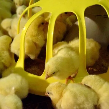 Cum să aibă grijă de puii acasă și alimentați din primele zile de viață pe video
