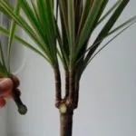 Cum să crească ananas acasă din partea de sus de la domiciliu, cum să planteze (ananas) Cum să crească ananas acasă din partea de sus de la domiciliu, cum să planteze