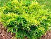Cum să crească bonsai ienupăr în casă (condiții) Cum să crească ienupăr bonsai la domiciliu