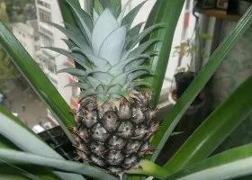 Cum să crească ananas la pas acasă cu ghid pas (acasă) Cum să crească ananas la pas cu pas ghid acasă