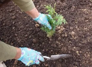 Cum să crească o cincime de semințe, în special semințe de înmulțire a plantelor
