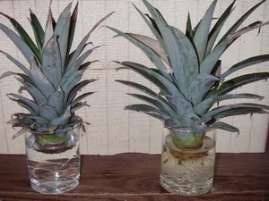 Cum să crească ananas acasă - exotice pe fereastră, ca o grădină