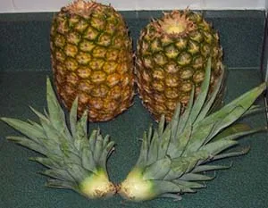 Cum să crească ananas acasă - exotice pe fereastră, ca o grădină