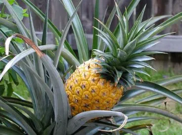 Cum să crească ananas acasă - exotice pe fereastră, ca o grădină