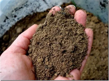 Cum să crească lalele din bulbi de lalele de plantare de primăvară în secretele de țară și sfaturi, urozhaynik distractiv (cum să crească lalele în primăvară: bulbi de lalele de plantare din țară secrete și sfaturi) Cum să crească lalele din bulbi de lalele de plantare de primăvară în secretele de țară și sfaturi, urozhaynik distracție
