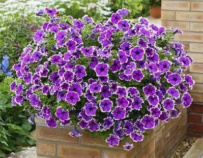 Cum să crească răsaduri de semințe petunia - este ușor și simplu, cum ar fi gradina ta (răsaduri) Cum să crească răsaduri de semințe petunia - este ușor și simplu, cum ar fi gradina ta