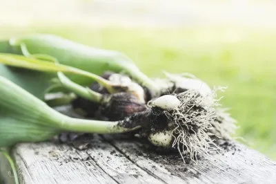 Cum să crească lalele din bulbi de lalele de plantare de primăvară în secretele de țară și sfaturi, urozhaynik distractiv (cum să crească lalele în primăvară: bulbi de lalele de plantare din țară secrete și sfaturi) Cum să crească lalele din bulbi de lalele de plantare de primăvară în secretele de țară și sfaturi, urozhaynik distracție