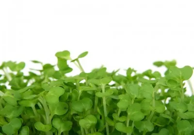 Cum să crească Nasturel din semințe în sol deschis de plantare și îngrijire (macris) Cum să crească Nasturel din semințe în teren deschis de plantare și îngrijire