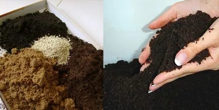 Cum să crească răsaduri de date de plantare vinete, de îngrijire la domiciliu