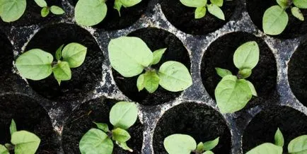 Cum să crească răsaduri de date de plantare vinete, de îngrijire la domiciliu