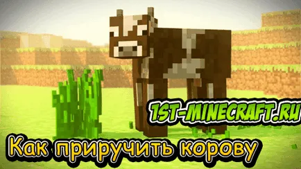 Cum de a îmblânzi maynkrafte vaca