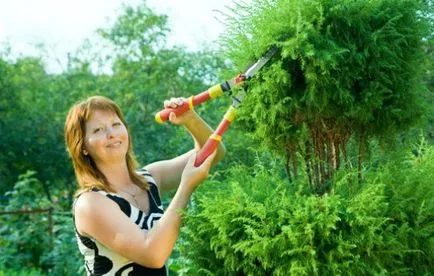 Cum să crească un al cincilea, selectați materiale de plantare, să efectueze teren (dieta) Cum să crească un al cincilea, selectați materiale de plantare, să efectueze teren