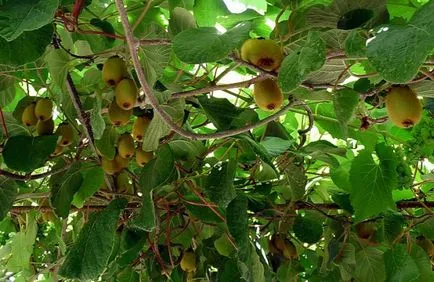 Cum să crească kiwi