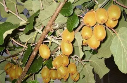 Cum să crească un kiwi în casă, de sfaturi