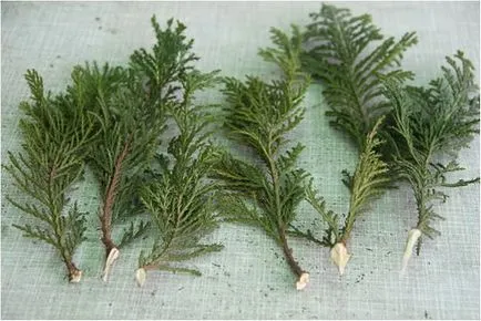 Cum să crească cincea, selectați materialul de aterizare, oferă o aterizare (material) Cum să crească un al cincilea, selectați materiale de plantare, să efectueze teren