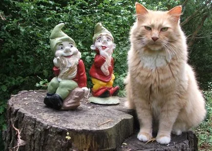 Cum de a apela gnome, îndeplinește dorințele (dorințele) Cum de a apela dorințele granturi gnome