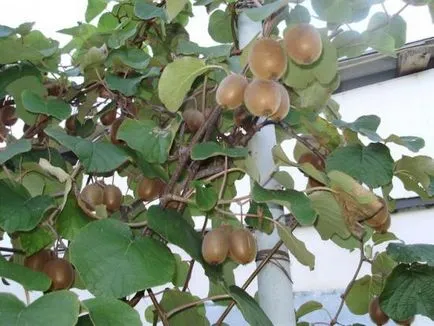 Cum să crească un kiwi la sfaturi de acasă pentru începători