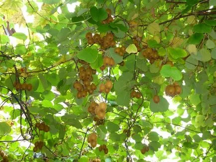 Cum să crească un kiwi în casă, de sfaturi