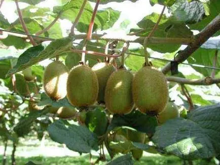 Cum să crească un kiwi la sfaturi de acasă pentru începători