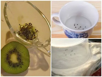 Cum să crească un kiwi în casă, de sfaturi