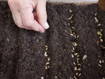 Cum să crească un al cincilea, selectați materiale de plantare, să efectueze teren (dieta) Cum să crească un al cincilea, selectați materiale de plantare, să efectueze teren
