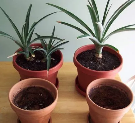 Cum să crească ananas acasă - exotice pe fereastră, ca o grădină