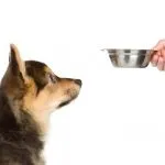 Cartofi pentru câini - în special desen dieta pentru animale de companie (cartofi) Cartofi pentru câini - în special pentru animale de companie desen dieta