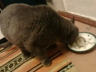 Porridge pentru pisici