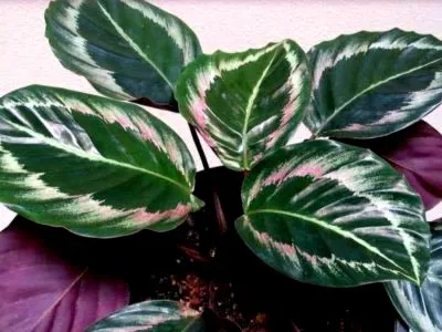 prin transfer Calathea de îngrijire flori la domiciliu și de reproducere (flori) prin transfer acasă Calathea îngrijire de flori și de reproducere