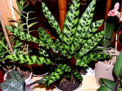 prin transfer Calathea de îngrijire flori la domiciliu și de reproducere (flori) prin transfer acasă Calathea îngrijire de flori și de reproducere