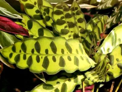 prin transfer Calathea de îngrijire flori la domiciliu și de reproducere (Calathea) prin transfer acasă Calathea îngrijire de flori și de reproducere