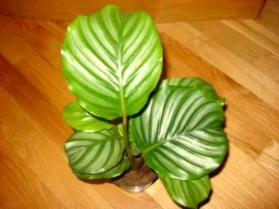 prin transfer Calathea de îngrijire flori la domiciliu și de reproducere (de îngrijire) prin transfer acasă Calathea îngrijire de flori și de reproducere