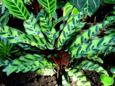 prin transfer acasă Calathea îngrijire de flori și de reproducere (condiții) prin transfer acasă Calathea îngrijire de flori și de reproducere