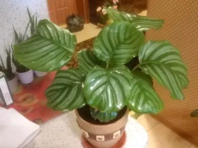 prin transfer acasă Calathea îngrijire de flori și de reproducere (condiții) prin transfer acasă Calathea îngrijire de flori și de reproducere