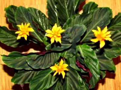 prin transfer acasă Calathea îngrijire de flori și de reproducere (intern) prin transfer acasă Calathea îngrijire de flori și de reproducere