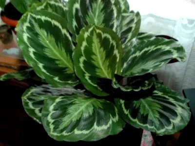 prin transfer acasă Calathea îngrijire de flori și de reproducere (condiții) prin transfer acasă Calathea îngrijire de flori și de reproducere