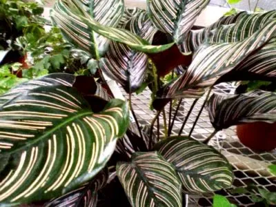 prin transfer Calathea de îngrijire flori la domiciliu și de reproducere (de îngrijire) prin transfer acasă Calathea îngrijire de flori și de reproducere