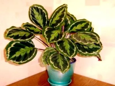 prin transfer Calathea de îngrijire flori la domiciliu și de reproducere (Calathea) prin transfer acasă Calathea îngrijire de flori și de reproducere