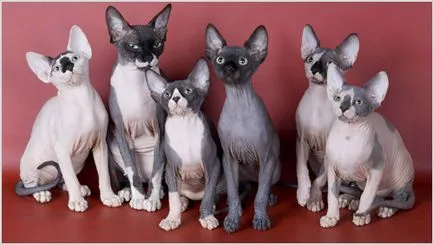 Canadian Sphynx foto, video, pret, caracter, descriere rasa, culori