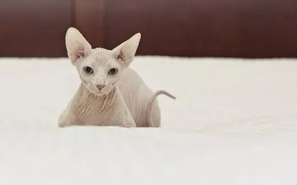 fotografii Sphynx pisica, pret, descriere rasa, caracter, video, pepiniere - murkote despre pisici și (pisică) fotografii Sphynx pisica, pret, descriere rasa, caracter, video, pepiniere - murkote despre pisici și